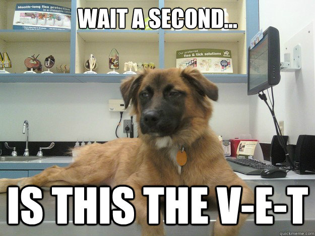 Wait a second... is this the v-e-t - Wait a second... is this the v-e-t  Suspicious Dog