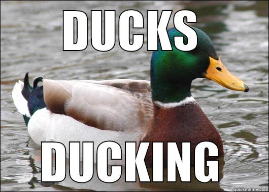 DUCKS DUCKING Actual Advice Mallard