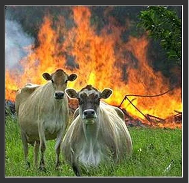 COMPASSION IS JUST AS IMPORTANT FOR REFUGEES AS IT IS FOR VICTIMS OF WILD FIRES  Evil cows