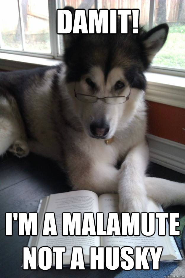 Damit! I'm a Malamute not a husky  Condescending Literary Pun Dog