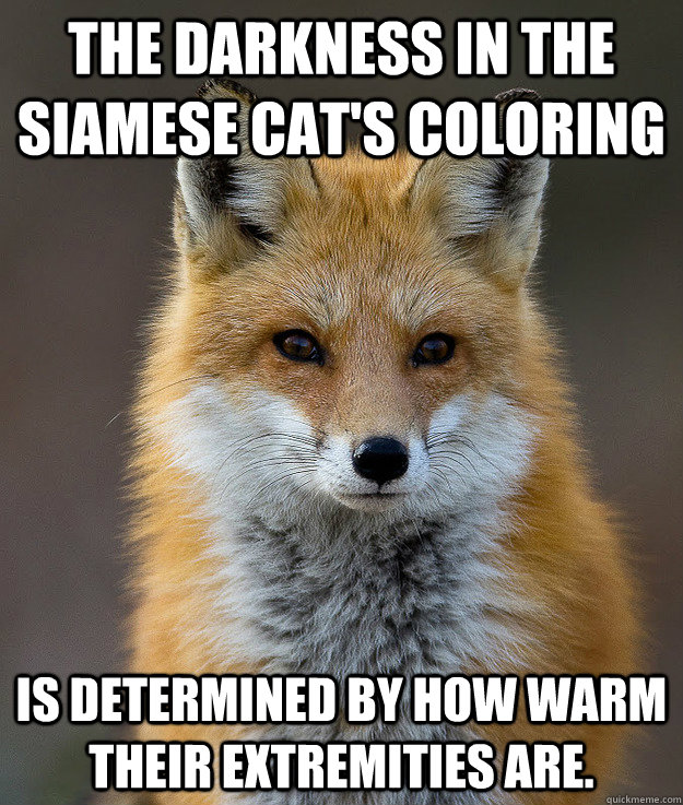 The darkness in the Siamese Cat's coloring  is determined by how warm their extremities are.  Fun Fact Fox