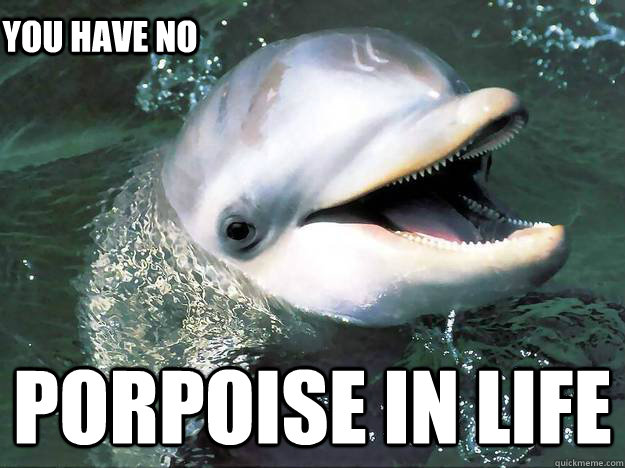 porpoise in life You have no  - porpoise in life You have no   Curious Porpoise