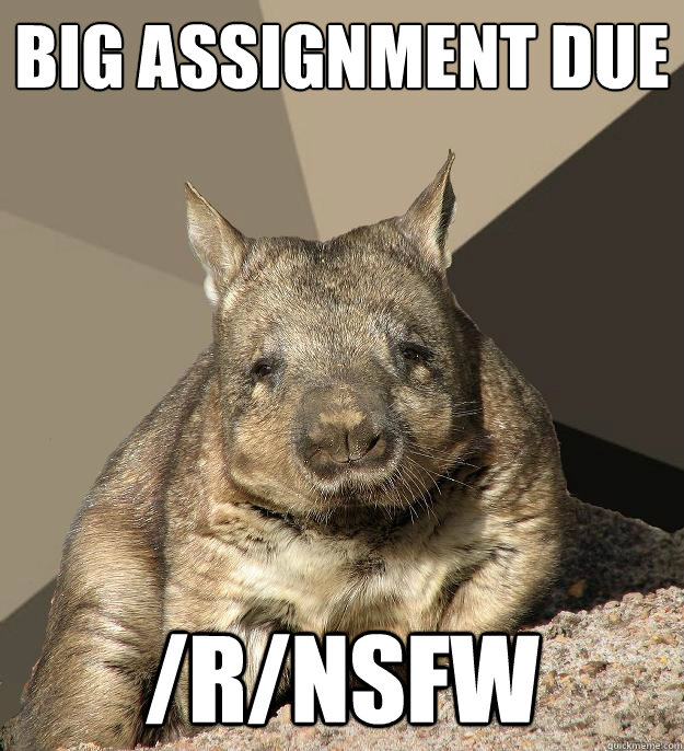 Big assignment due /r/nsfw  Work From Home Wombat