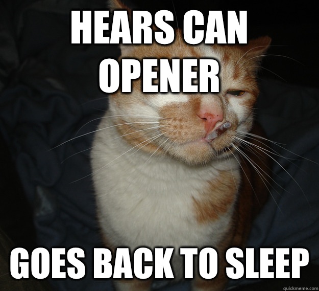 Hears can opener Goes back to sleep  Cool Cat Craig