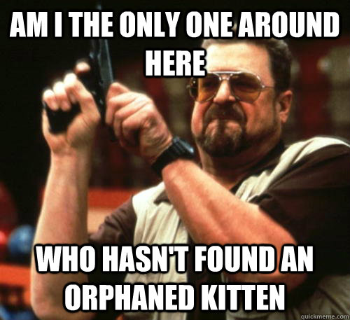 Am i the only one around here who hasn't found an orphaned kitten - Am i the only one around here who hasn't found an orphaned kitten  Am I The Only One Around Here