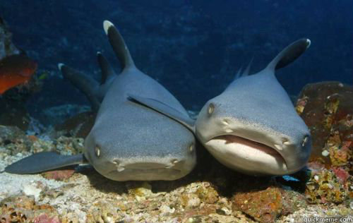 come  let  us party   Compassionate Shark Friend