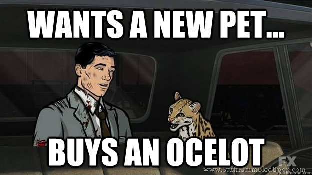 wants a new pet... Buys an Ocelot - wants a new pet... Buys an Ocelot  Archer Ocelot
