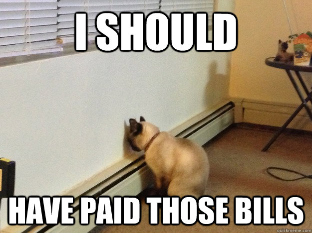 I should have paid those bills  Regretful Cat