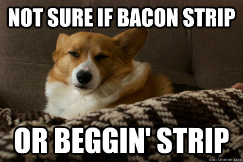 Not sure if bacon strip or beggin' strip - Not sure if bacon strip or beggin' strip  Doubtful Corgi