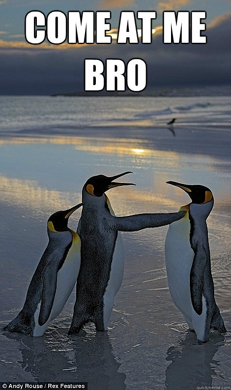 Come at me bro   Fighting penguins