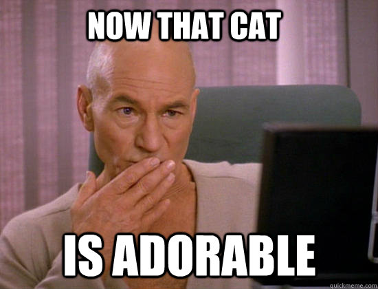 now that cat is adorable - now that cat is adorable  Gay Picard