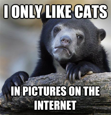 I ONLY LIKE CATS IN PICTURES ON THE INTERNET  Confession Bear