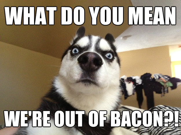 What do you mean  we're out of bacon?! - What do you mean  we're out of bacon?!  Suspicious Husky