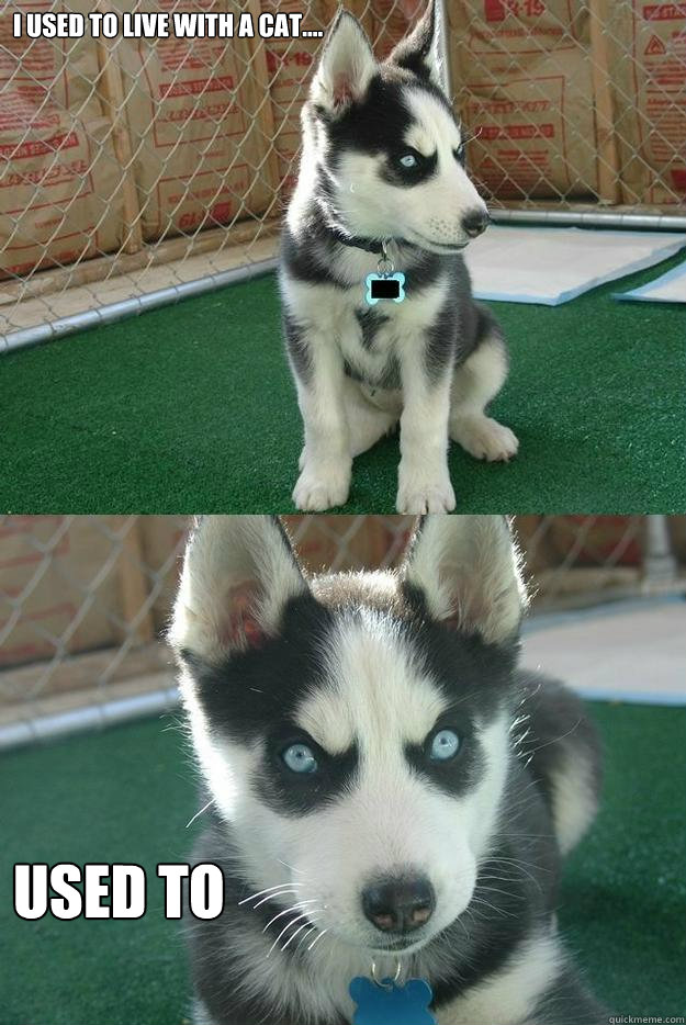 i used to live with a cat.... Used to  Insanity puppy