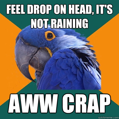 feel drop on head, it's not raining aww crap  Paranoid Parrot