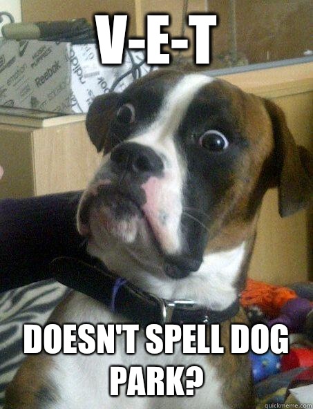 V-E-T Doesn't spell dog park?  Baffled boxer