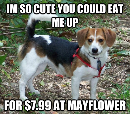 im so cute you could eat me up for $7.99 at mayflower  