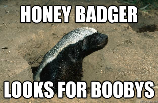 Honey Badger Looks for Boobys  
