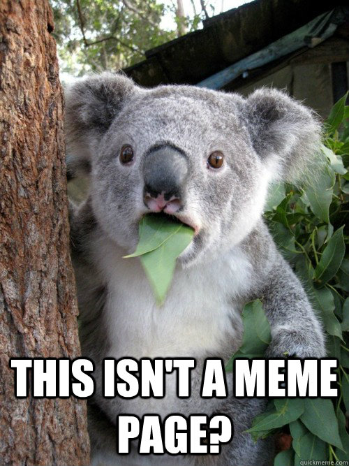 This isn't a meme page? - This isn't a meme page?  Surprised Koala