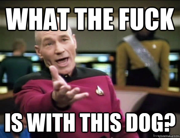 What the fuck Is with this dog?  Annoyed Picard HD