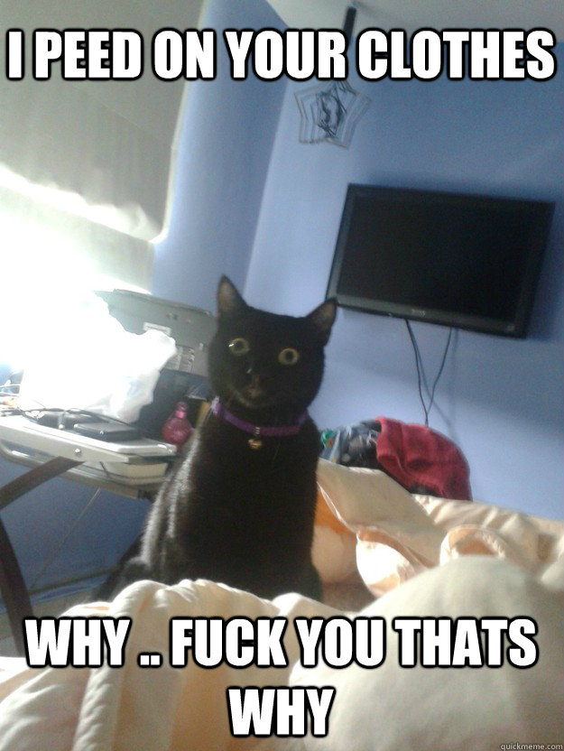 I peed on your clothes why .. fuck you thats why   overly attached cat