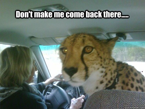Don't make me come back there.....  Chill Cheetah
