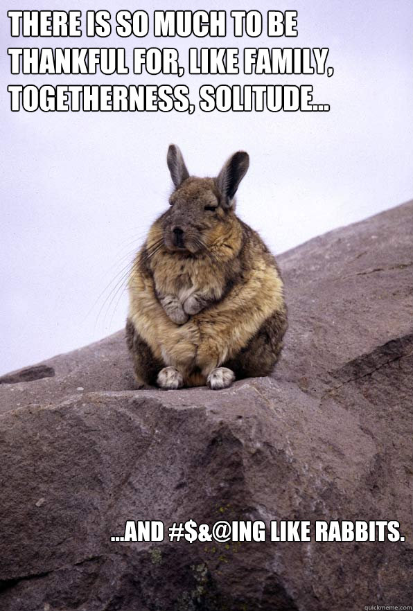 There is so much to be thankful for, like family, togetherness, solitude... ...and #$&@ing like rabbits. - There is so much to be thankful for, like family, togetherness, solitude... ...and #$&@ing like rabbits.  Wise Wondering Viscacha
