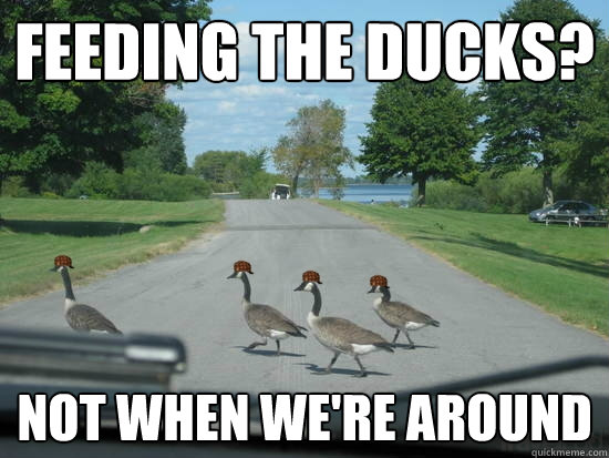 Feeding the ducks? Not when we're around - Feeding the ducks? Not when we're around  Scumbag Geese