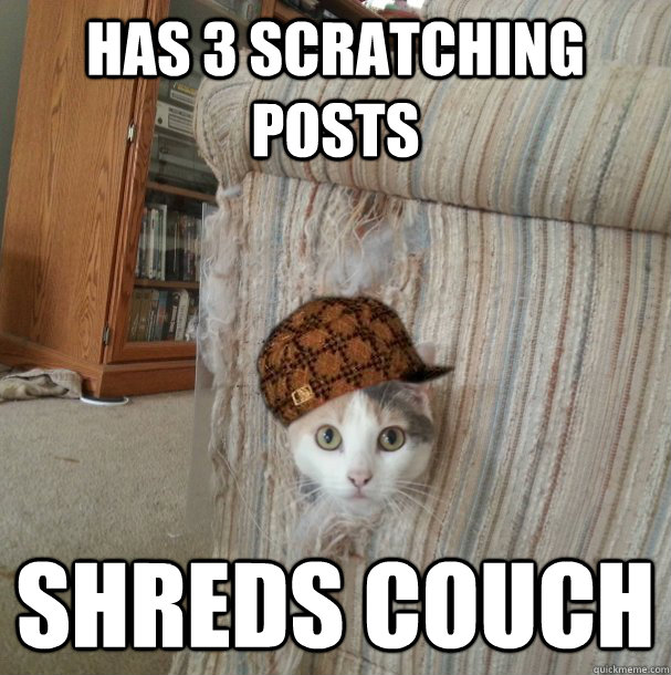 Has 3 Scratching posts shreds couch - Has 3 Scratching posts shreds couch  Scumbag Cat