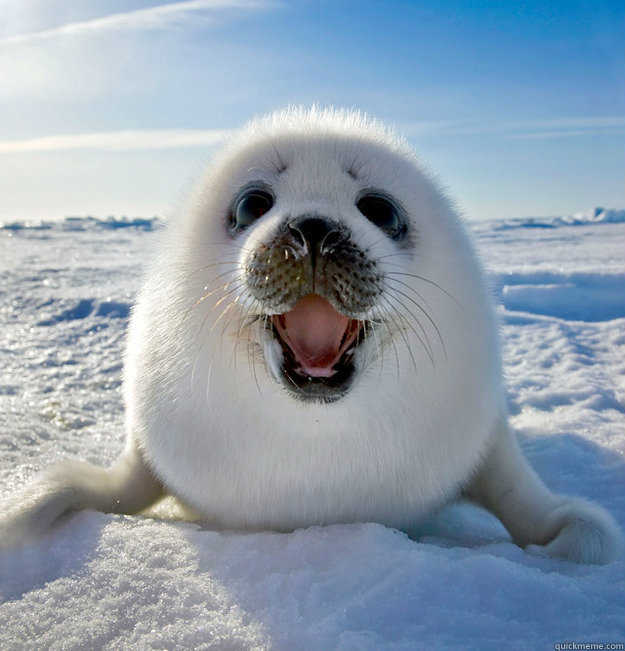   -    Naive Seal Cub