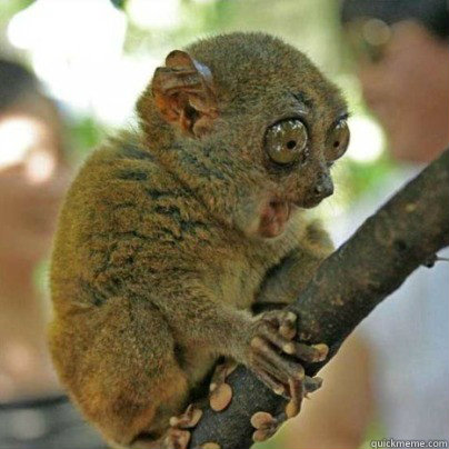    OMG Bush Baby