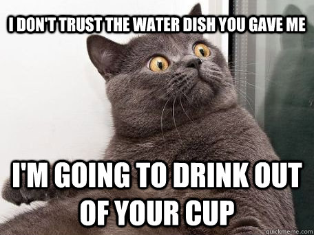 I don't trust the water dish you gave me i'm going to drink out of your cup - I don't trust the water dish you gave me i'm going to drink out of your cup  conspiracy cat