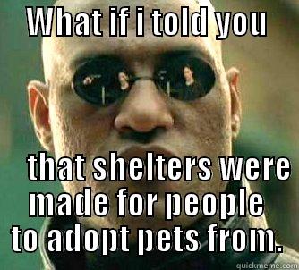     WHAT IF I TOLD YOU                                  THAT SHELTERS WERE MADE FOR PEOPLE TO ADOPT PETS FROM. Matrix Morpheus