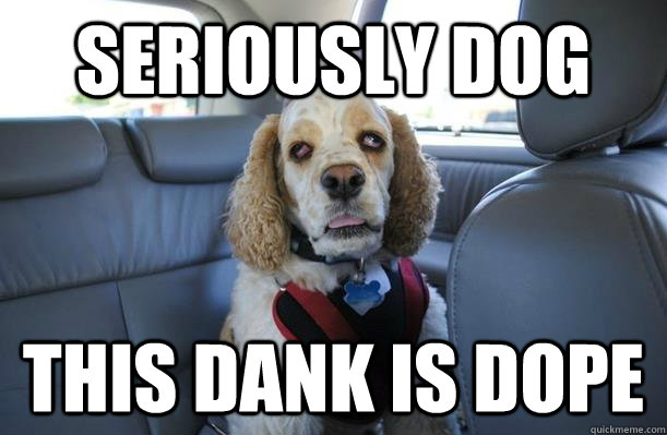 Seriously Dog This dank is dope - Seriously Dog This dank is dope  10 Dog