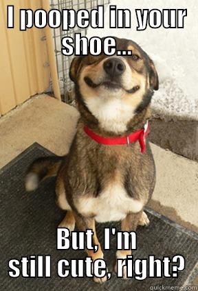 I POOPED IN YOUR SHOE... BUT, I'M STILL CUTE, RIGHT? Good Dog Greg