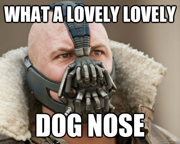 what a lovely lovely  Dog nose - what a lovely lovely  Dog nose  Bane Connery
