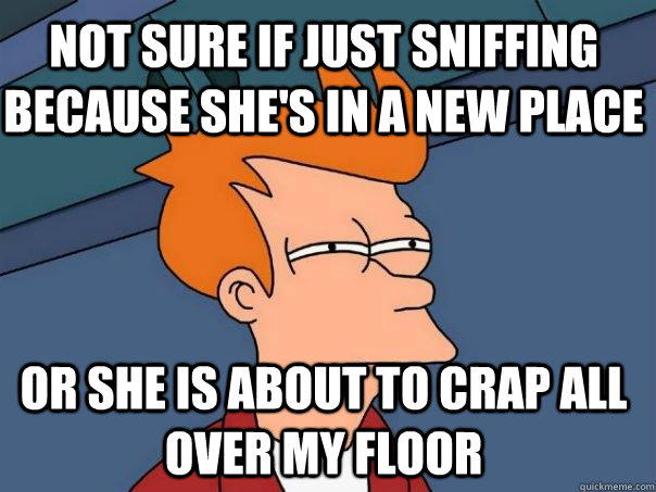 Not sure if just sniffing because she's in a new place Or she is about to crap all over my floor  Futurama Fry