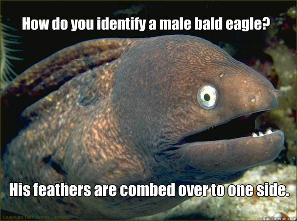 How do you identify a male bald eagle? His feathers are combed over to one side.  Bad Joke Eel