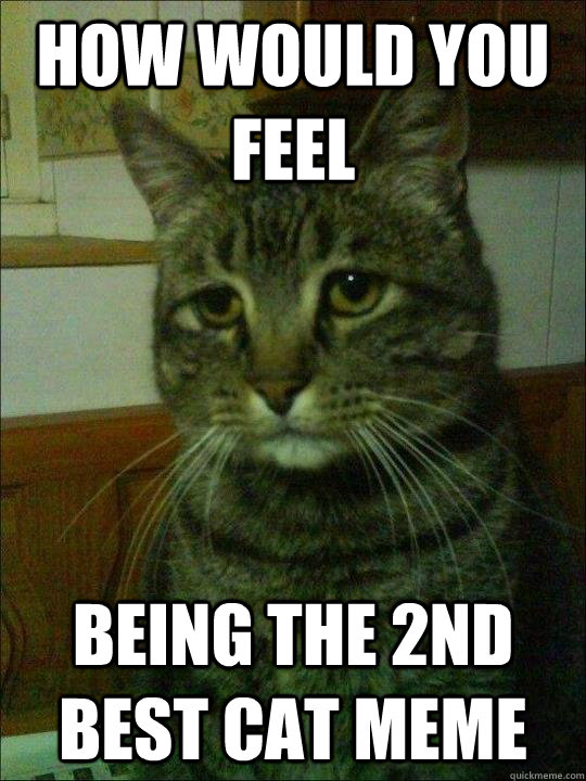 How would you feel being the 2nd best cat meme - How would you feel being the 2nd best cat meme  Misc