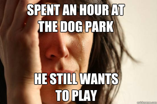 Spent an hour at the dog park he still wants to play  First World Problems