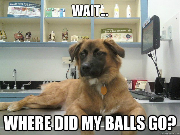 Wait... Where did my balls go? - Wait... Where did my balls go?  Suspicious Dog