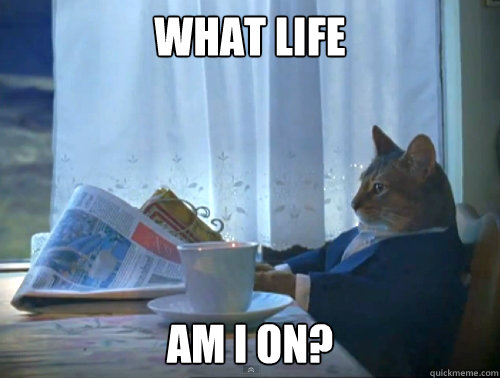 WHAT LIFE AM I ON?  The One Percent Cat