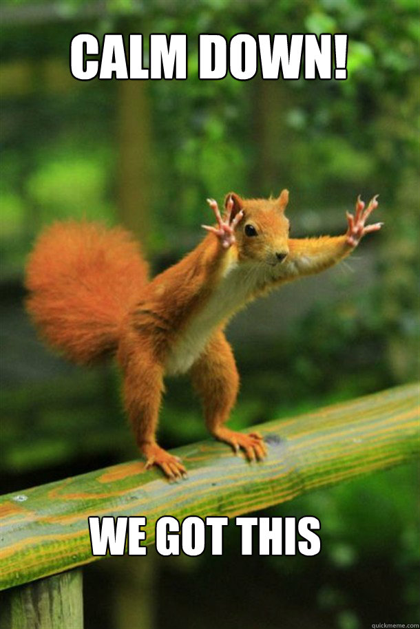 CALM DOWN! We got this   Squirrel