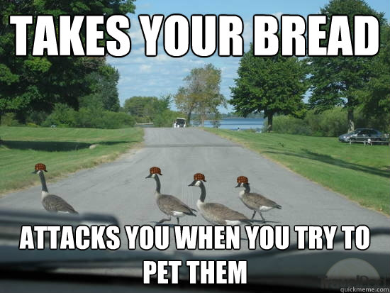 takes your bread attacks you when you try to pet them - takes your bread attacks you when you try to pet them  Scumbag Geese
