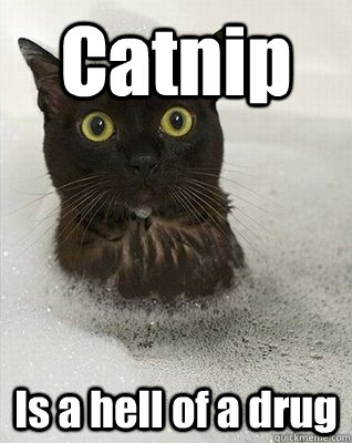 Catnip Is a hell of a drug - Catnip Is a hell of a drug  Misc
