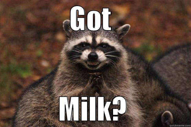 Got Milk? - GOT  MILK? Evil Plotting Raccoon