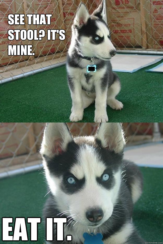 see that
stool? it's
mine. Eat it.
  Insanity puppy