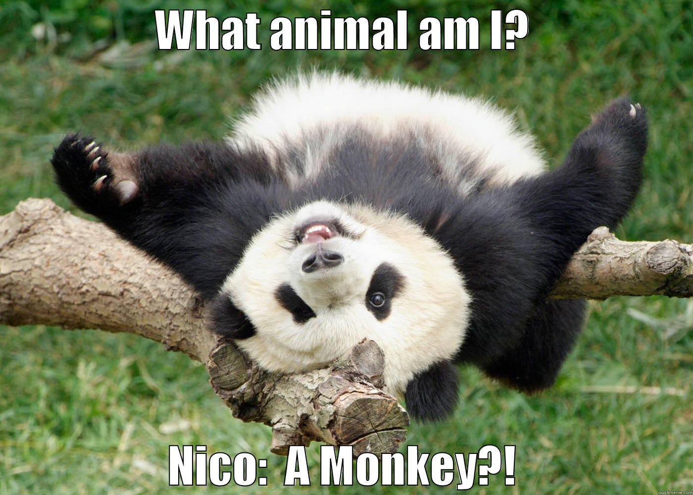 WHAT ANIMAL AM I? NICO:  A MONKEY?! Misc