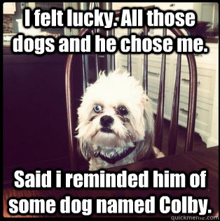 I felt lucky. All those dogs and he chose me. Said i reminded him of some dog named Colby.  Life Hardened Dog