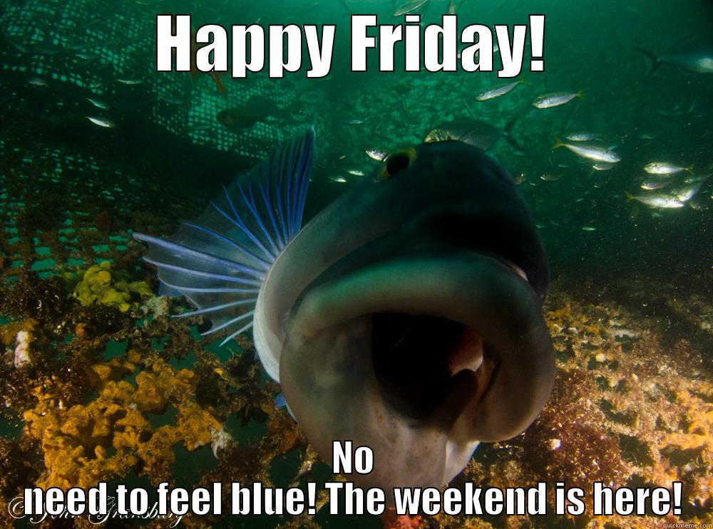 Happy Friday! Blue Morwong - HAPPY FRIDAY! NO NEED TO FEEL BLUE! THE WEEKEND IS HERE! Misc